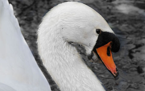Floating valor Right out of fairy tales I float, my beak anticipating spousely protection. 
Swimming, watching, drifting towards may.  Cygnus olor,Geotagged,Mute Swan,The Netherlands,b&w,male,nest,protect,swan