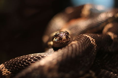 Unlimitethhh Bokeh (ode to 'JungleDragon' Ferdy;-))   Wow, it took the snake great length to crawl towards me, subtle moments in grace. Such a fascinating creature! This is the first photo I uploaded of my Oliemeulen visit (Tilburg). (Just sharing this raw quality animal with you, without postprocessing) Elaphe schrenckii,Geotagged,Manchurian Black Water Snake,The Netherlands,oliemeulen,snake,tilburg