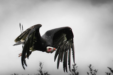 The coming of doom Only the antenae show any signs of civilization, marking its location when escaping well treated imprisonment. A bird expert explains the ways of this airy dragon, the griffon vulture.
Just look at those angles.. Geotagged,Griffon Vulture,Gyps fulvus,The Netherlands,Trigonoceps occipitalis,White-headed Vulture,bird of prey,demo,vale gier