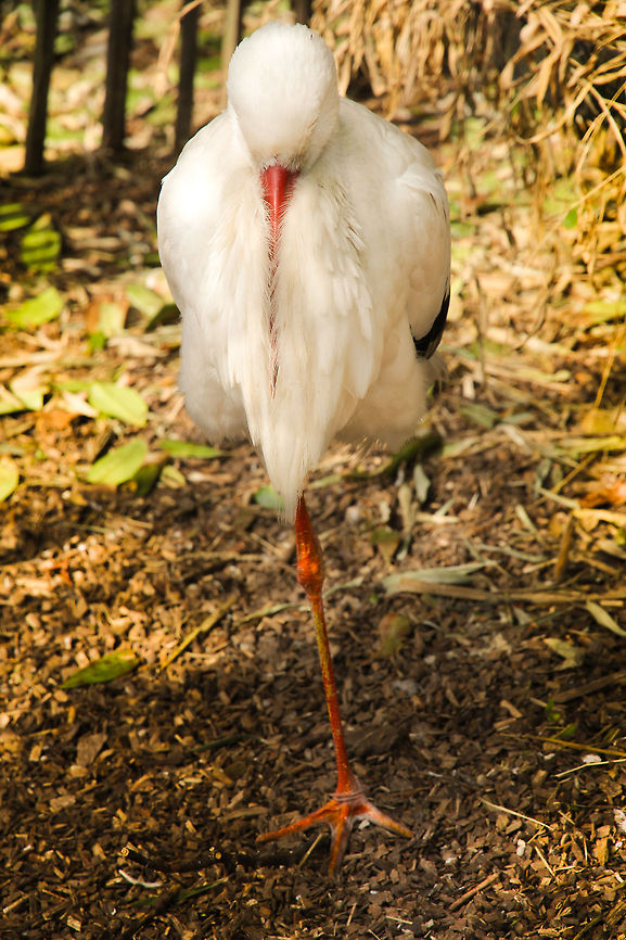 Straight to the point ( personal note to Teuntje..) What's my leg and what isn't? This mystical creature of many birthing legends just shows itself to me, even doing impressive balancing tricks. <br />
I, we, owe this bird many a credit due to the birth of our daugher some 5 years ago. Without this bird and without science, what future would there be to behold for us? Ciconia ciconia,Geotagged,The Netherlands,White Stork,birth,legend,ooievaar