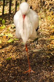 Straight to the point ( personal note to Teuntje..) What's my leg and what isn't? This mystical creature of many birthing legends just shows itself to me, even doing impressive balancing tricks. 
I, we, owe this bird many a credit due to the birth of our daugher some 5 years ago. Without this bird and without science, what future would there be to behold for us?  Ciconia ciconia,Geotagged,The Netherlands,White Stork,birth,legend,ooievaar