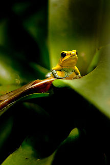 Its a yellow submarine, a yellow .. This is as sharp as it gets with my prime low light 1.8, not enough zoom to capture in more detail. This froggy was curious and took several efforts to catch my attention. Not that hard, as I was digitally examining him. Bye bye and thanks, my 2 centimeter mellow yellow! Geotagged,Golden poison frog,Phyllobates terribilis,The Netherlands,oliemeulen