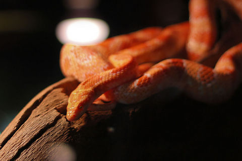 Red Rattle (and curious too!) He was quite a nosy one, I wonder why, with my little tripod carefully held upon the plexi cage that was his home. I made a lot of nice shots of this one, yet the heating bulb was tricky. 
So I sharped the head somewhat and did trickery with the eyes (all red in this shot). Hope you like it! Corn snake,Geotagged,Oliemeulen,Pantherophis guttatus,The Netherlands