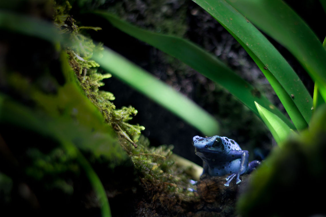 Blue is due.. (ode to Jeroen Coolen) The world is full of merry folk. This is not one of them. <br />
<br />
The little frog was eyeing me quite a bit, I just know it felt blue in the same intensity it radiated blue. Gloomy but captivating, with just a bit of light on its back trying to cheer him up. It doesn&#039;t work though.<br />
<br />
Hi Jeroen, I just know you&#039;re going to sign up to Jungle Dragon soon, thank you for the patience of looking through a large quantity of photos and commenting on every single one of them. There are few people blessed with such patience! Ode to a very good friend indeed! Blue Poison Arrow Frog,Dendrobates azureus,Geotagged,The Netherlands,oliemeulen