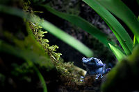 Blue is due.. (ode to Jeroen Coolen) The world is full of merry folk. This is not one of them. <br />
<br />
The little frog was eyeing me quite a bit, I just know it felt blue in the same intensity it radiated blue. Gloomy but captivating, with just a bit of light on its back trying to cheer him up. It doesn't work though.<br />
<br />
Hi Jeroen, I just know you're going to sign up to Jungle Dragon soon, thank you for the patience of looking through a large quantity of photos and commenting on every single one of them. There are few people blessed with such patience! Ode to a very good friend indeed! Blue Poison Arrow Frog,Dendrobates azureus,Geotagged,The Netherlands,oliemeulen