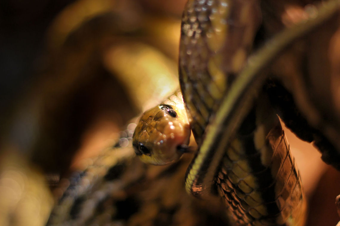 From head to toe This asian snake has a very distinct feature: a striped tail. The Orthiophis, or Orty to its friends, is a very fast mover and quite a climber too (even birds and sometimes bats in full flight aren't safe from Orty). <br />
At birth these snakes have a 30cm head to tail and can reach up to 3 meters). Their native area of expertise is Taiwan and Japan. Geotagged,Oliemeulen,Orthriophis taeniurus,The Netherlands,beauty rat snake,japan,orthiophis taeniurus frisei,snake,taiwan,zoo