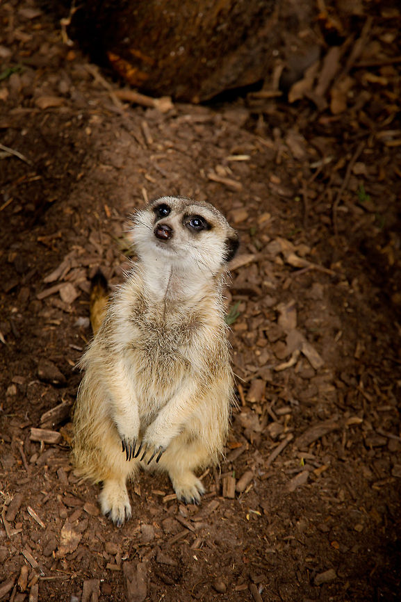 I need food.. Really.. Yes, I look starved. I never get any food. Please. Ask Timon. Or Pumba for that matter. Pretty please?<br />
 Geotagged,Meerkat,Suricata suricatta,The Netherlands