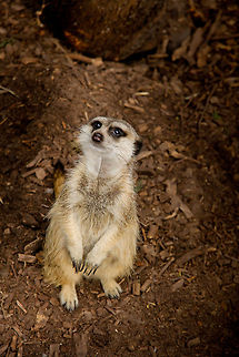 I need food.. Really.. Yes, I look starved. I never get any food. Please. Ask Timon. Or Pumba for that matter. Pretty please?
 Geotagged,Meerkat,Suricata suricatta,The Netherlands