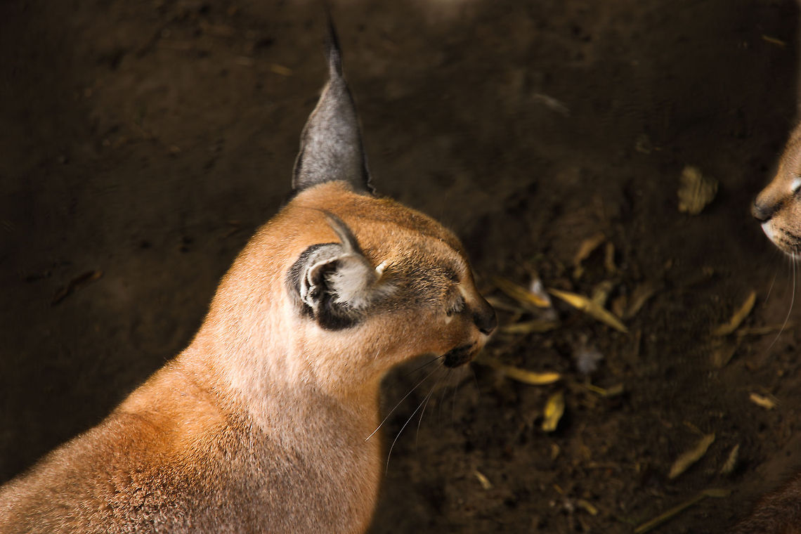 Love at first sight &#039;T was a tender morning, <br />
&#039;t was your warm embrace. <br />
Please come, my love and eat pigeon with an earthly grace.  Caracal,Caracal caracal,Geotagged,Oliemeulen,The Netherlands