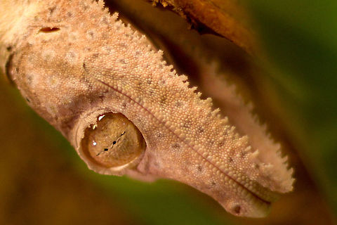 Just look at those eyes! Native in Madagaskar, the land of 'the origin of species', this gecko tends to sleep upside down during daytime. Awaking at night it hunts for small insecticide animals.
Wow, just look at those eyes, the raffles on its skin. Talk about intelligent design! Geotagged,Henkels Leaf-tailed Gecko,The Netherlands,Uroplatus henkeli,macro