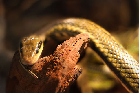 I am Alpha and Omega, the beginning and the end A lengthy snake, showing its true ending while facing me. It certainly caught my eye and I hope it does yours. So a fewe metres of snake concentrate to a small spot indeed. Watch out mice! Geotagged,Japan,Oliemeulen,Orthriophis taeniurus,Taiwan,The Netherlands,beauty rat snake,orthiophis taeniurus frisei,snake,zoo