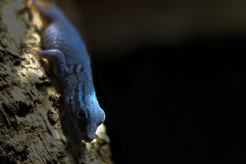 Tanzanian blue Caught in the last rays of artificial sun..
Sometimes males, when scared, turn suddenly brown when feeling threatened by other Blues, it being the colour of their female counterpart.  This one is quite bold and actually succeeds in impressing me!
 Electric Blue Gecko,Geotagged,Lygodactylus williamsi,Oliemeulen,The Netherlands,Williams Dwarf gecko,zoo