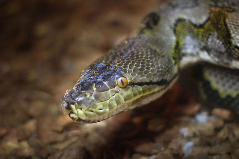 In 3D: almost the largest, but certainly the strongest This kind python can unhook his jaw and swallow a quite sizeable prey. It does not have to bite as the muscles will just flatten the subject first. Only the anaconda matches this snake in length yet the anaconda is thicker. It beats the anaconda in strength. 7 to 9 meters! Wow its as long as a house is high!
I only did a headshot of its quite massive head (the size does not show in this picture:)), because of the nice strangely green colours it had, and look at those captivating eyes! Geotagged,Oliemeulen,Python reticulatus,The Netherlands,zoo