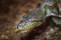 In 3D: almost the largest, but certainly the strongest This kind python can unhook his jaw and swallow a quite sizeable prey. It does not have to bite as the muscles will just flatten the subject first. Only the anaconda matches this snake in length yet the anaconda is thicker. It beats the anaconda in strength. 7 to 9 meters! Wow its as long as a house is high!<br />
I only did a headshot of its quite massive head (the size does not show in this picture:)), because of the nice strangely green colours it had, and look at those captivating eyes! Geotagged,Oliemeulen,Python reticulatus,The Netherlands,zoo