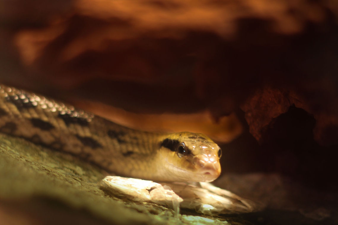 Danger from below Disappearing from its tree trunk it tries to sneak up on me from the bottom up. I spotted him just in time (safe behind the plexiglass:))<br />
Then it tries another approach: it tries to look friendly again. Aarggh, shall I trust him? Geotagged,Japan,Oliemeulen,Orthriophis taeniurus,Taiwan,The Netherlands,beauty rat snake,orthiophis taeniurus frisei,snake,zoo