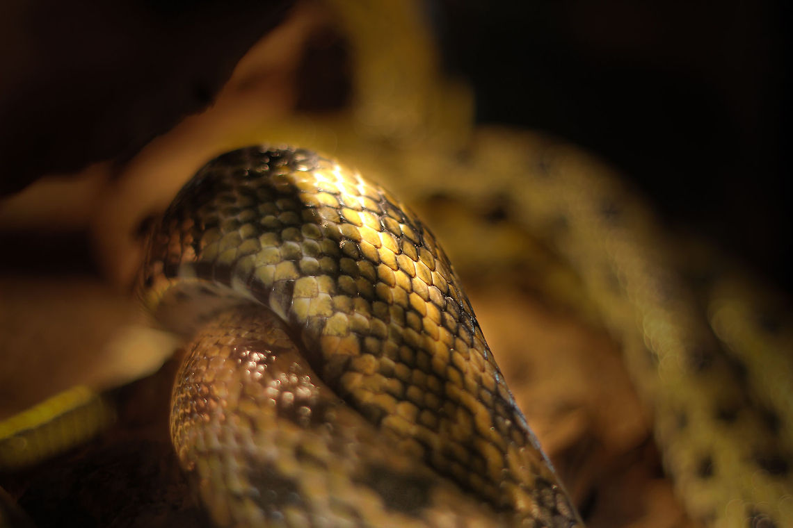 That's a long lot of skin A zilion small plates glued together to form a snake. Who would have thought of such a design?<br />
Another snap of the rat snake, showing a lengthy collection of the snake, without even seeing its head or teail. Reaching up to 3 meters it made up for a crowded cozy space. <br />
 Geotagged,Japan,Oliemeulen,Orthriophis taeniurus,Taiwan,The Netherlands,beauty rat snake,orthiophis taeniurus frisei,snake,zoo
