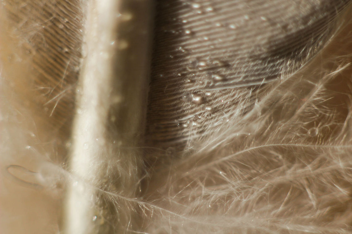 Going postal (bottom part of a feather) Another abandoned feather, this time one of the younger kind, of a pigeon. Difficult to really focus sharp on one point though.<br />
Under a small tripod with 3 soligor extension rings (12mm, 20mm, 36mm) stacked with a prime 1.8 50mm. If the pigeon was still attached to this feather (and not yet met its creator), you would not have seen this:)<br />
 Columba palumbus,Common Wood Pigeon,Geotagged,The Netherlands,dawn,dew,drops,feather,macro,pigeon