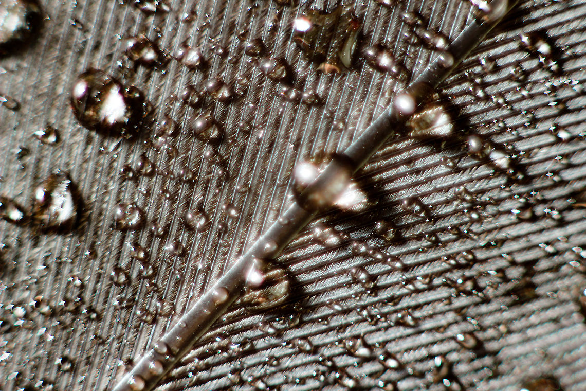 Dew drops (top dark part of a feather) A pigeon, of yet unidentied type, left  feather on the grass to freely collect some dew. Golden morning light sheds it feeble light and spreads a golden blanket on top.<br />
<br />
Under a small tripod with 3 soligor extension rings (12mm, 20mm, 36mm) stacked with a prime 1.8 50mm. If the pigeon was still attached to this feather (and not yet met its creator), you would not have seen this:) Columba palumbus,Common Wood Pigeon,Geotagged,The Netherlands,dawn,dew,drops,feather,macro,pigeon