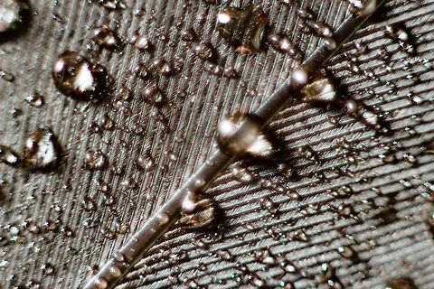 Dew drops (top dark part of a feather) A pigeon, of yet unidentied type, left  feather on the grass to freely collect some dew. Golden morning light sheds it feeble light and spreads a golden blanket on top.

Under a small tripod with 3 soligor extension rings (12mm, 20mm, 36mm) stacked with a prime 1.8 50mm. If the pigeon was still attached to this feather (and not yet met its creator), you would not have seen this:) Columba palumbus,Common Wood Pigeon,Geotagged,The Netherlands,dawn,dew,drops,feather,macro,pigeon