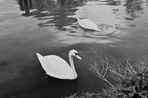 Swans with polariser and red filter - first experiment It was clouded and these swans were my first experiment with a circular polariser with a red filter on top. Man, it is very hard making pictures through a red vision. Everything looks.... well very red indeed. 

In black and white it results in higher contrast. Just playing around with it, more results soon!
 Anser cygnoides,Cygnus olor,Geotagged,Mute Swan,Swan Goose,The Netherlands