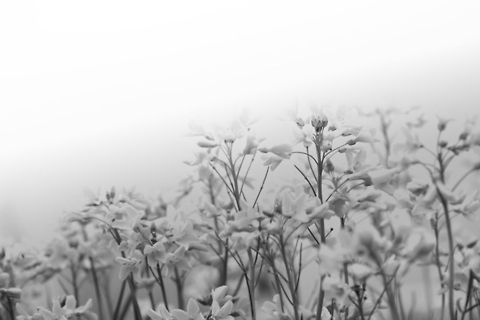 Petals in a reddish light Strange effect is it not? In the haze of a massie flowerbed somewhere at the side of a canal nearby I shot these flowers. 
Shot with a B+W circular polariser and a red filter stacked. 
Still learning, this is just an experiment. What do you think of it? Geotagged,The Netherlands