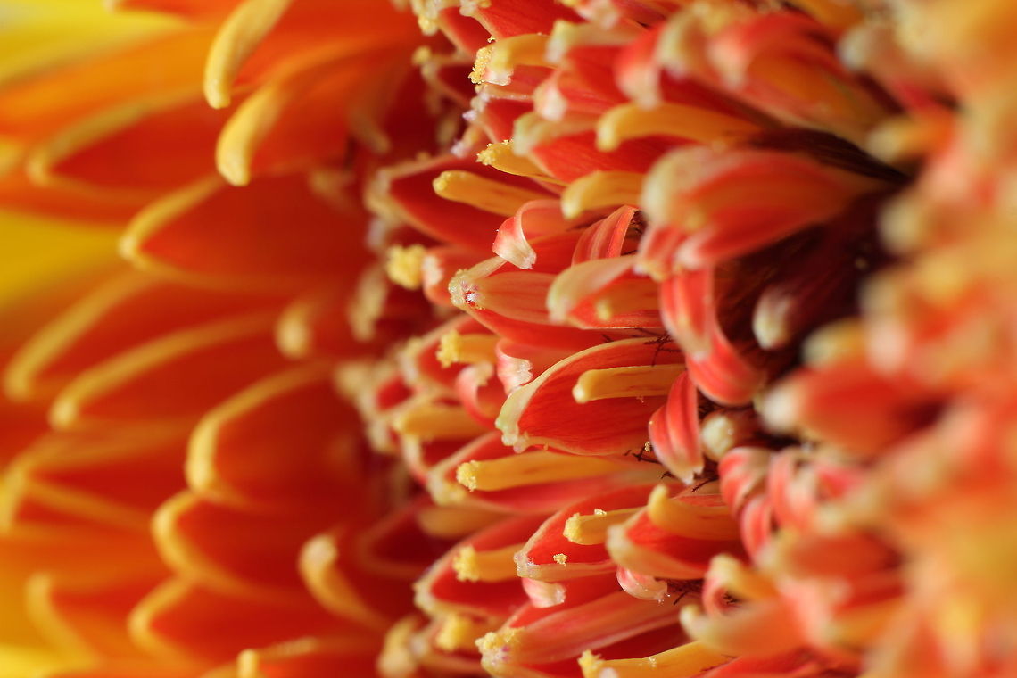 The flower of plenty Waiting for the bees to collect its hardgrown pollen, eagerly pointing towards a common goal. Barberton daisy,Geotagged,Gerbera jamesonii,The Netherlands,gerbera