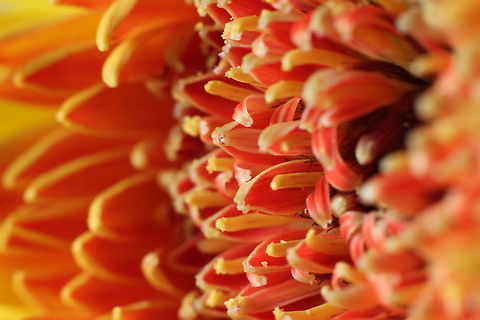 The flower of plenty Waiting for the bees to collect its hardgrown pollen, eagerly pointing towards a common goal. Barberton daisy,Geotagged,Gerbera jamesonii,The Netherlands,gerbera