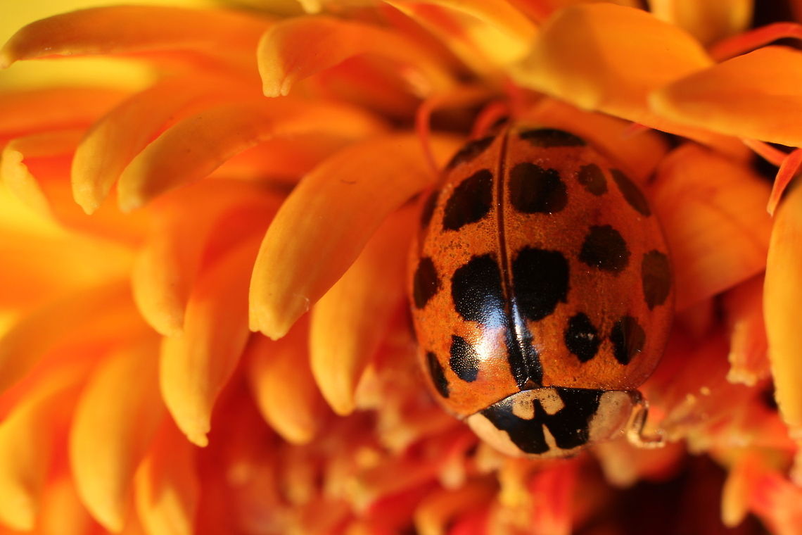 Dotted in flowers (ode to Rick) On the latest hour it came,<br />
and walked among the petals<br />
searching for just that spot<br />
to meet the coming dawn. Geotagged,Gerbera Aurantiaca,Harmonia axyridis,The Netherlands,dawn,flower,gerbera