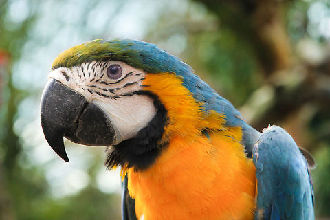 Ara the Colourful All these merry colours, focussing on summer time to come. Maybe he'll find a female among his equals. Exotic adventure awaits! Ara ararauna,Blue-and-Yellow Macaw,Geotagged,The Netherlands,oliemeulen,parrot,spring