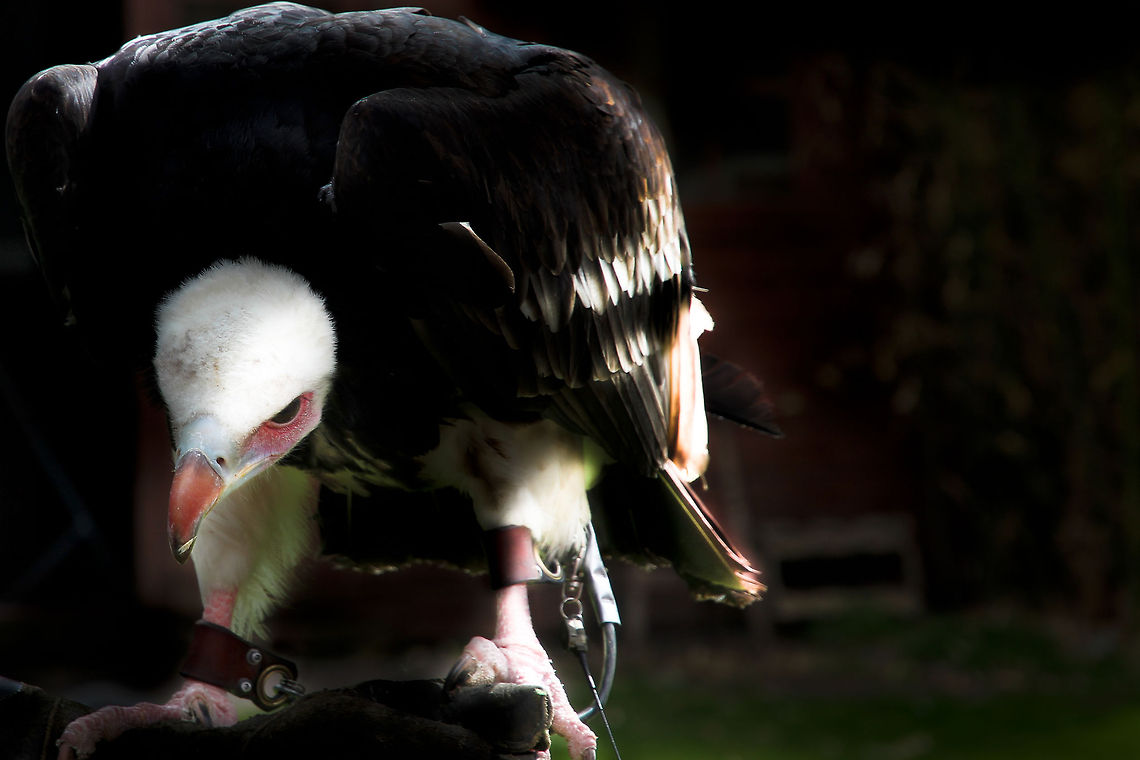 The last strands of day Those crop-camera's are so tight, I can't even stand up at the end of the day! The last rays of sun in a clouded sky tip my wings. It lifts my mood a little bit, but I still don't like it:) Geotagged,The Netherlands,Trigonoceps occipitalis,White-headed Vulture,oliemeulen