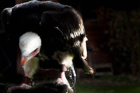 The last strands of day Those crop-camera's are so tight, I can't even stand up at the end of the day! The last rays of sun in a clouded sky tip my wings. It lifts my mood a little bit, but I still don't like it:) Geotagged,The Netherlands,Trigonoceps occipitalis,White-headed Vulture,oliemeulen