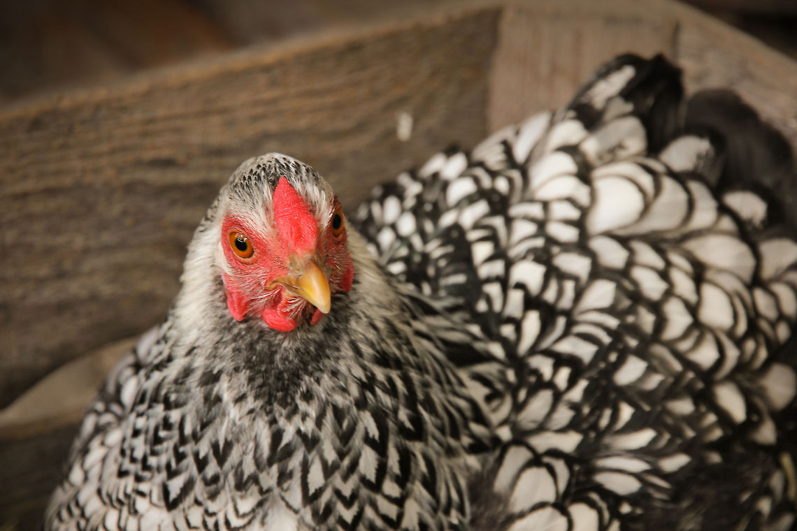 Monotone chick For this chicken the world is black &amp; white. Not only her feathers are in tune with these colours, also her mood is.  Chicken,Domestic Chicken,Gallus gallus,Gallus gallus var. domesticus,Geotagged,The Netherlands,chicken,wyandotte