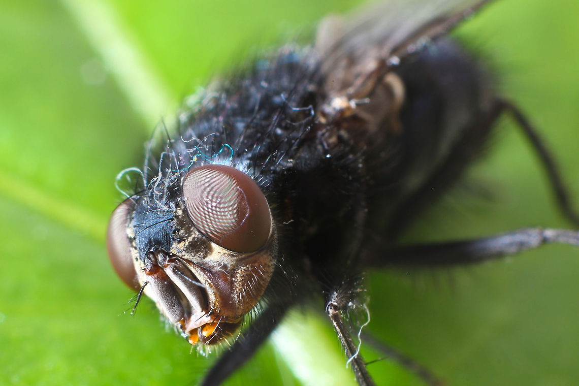 Just fly away It was very difficult to macro this fly, so I dazed it a bit and afterwards it flew away. No animals were hurt during this shoot;)<br />
Btw is he sticking his tong out to you? Calliphora vicina,Geotagged,The Netherlands,fly,macro