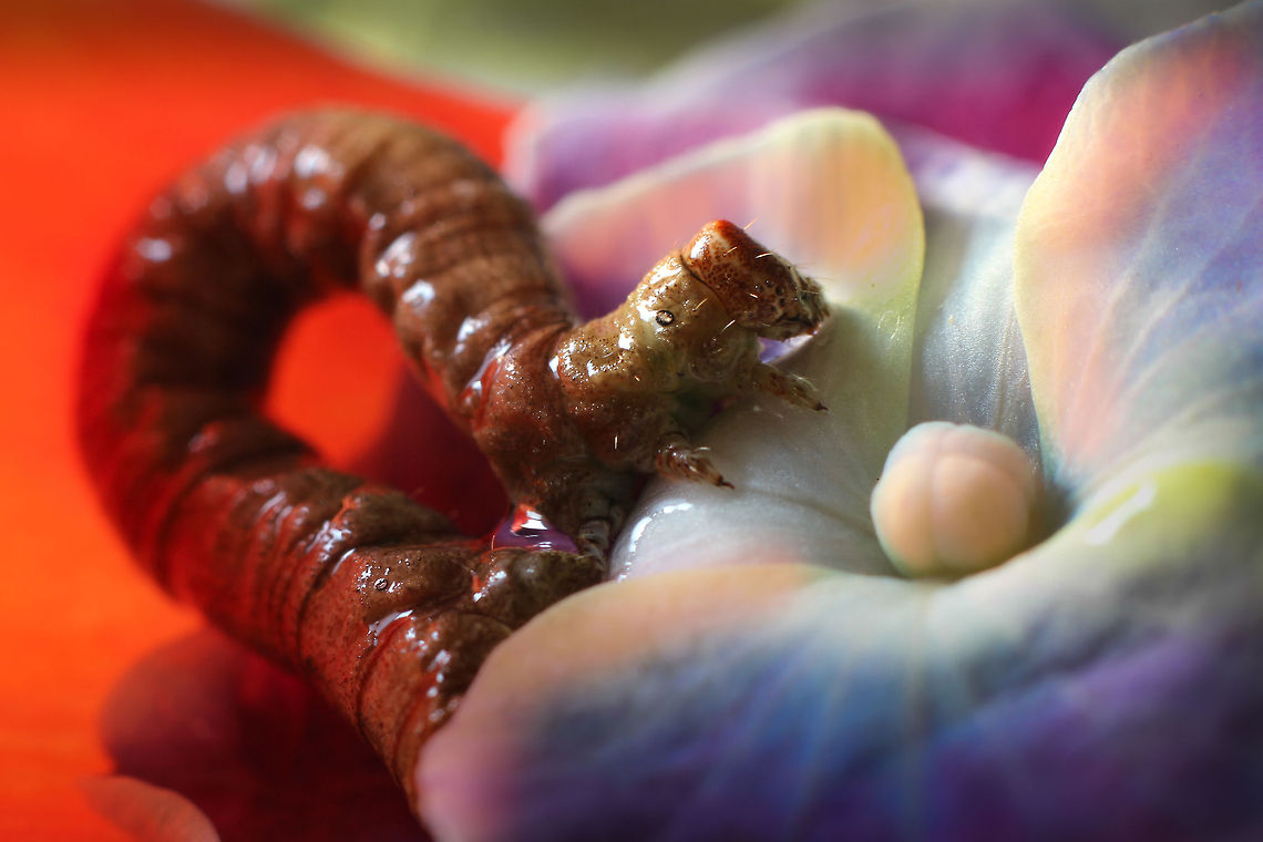 Passing of the leaves Today I saw a little worm<br />
Wriggling on his belly.<br />
Perhaps he&rsquo;d like to come inside<br />
And see whats on the telly Geotagged,The Netherlands,hortensia,macro,purple,red,tulip,worm,yellow