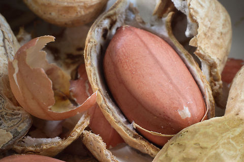 Apes go nuts! Ok, ok, this is to be categorized as 'humorous wildlife', for all the apes, monkeys and lemurs I grant a life of many many peanuts, and for the hyena's the leftovers, as they possibly eat anything. 

I just wanted to do a shot today, no pun to the site intended, just a treat for all animals hungry after these great photoshoots recently placed! 176 photos to reach the 4000 landmark! Arachis hypogaea,Geotagged,Peanut,The Netherlands,food,macro,nuts