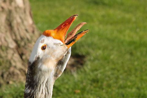 The Dragons' Teeth With his head above the rest
one serious sentinel
shows its teeth,
defends his nest.
 Anser anser,Geotagged,Greylag Goose,The Netherlands,white