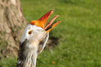 The Dragons' Teeth With his head above the rest<br />
one serious sentinel<br />
shows its teeth,<br />
defends his nest.<br />
 Anser anser,Geotagged,Greylag Goose,The Netherlands,white