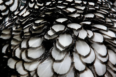 Of dark and featherly light A zoom on feathers of one 
of our proudly nesting Myandottes, 
who at this moment is trying to look 
through me in total disrespect. Chicken,Domestic Chicken,Gallus gallus,Gallus gallus var. domesticus,Geotagged,The Netherlands,chicken,wyandotte