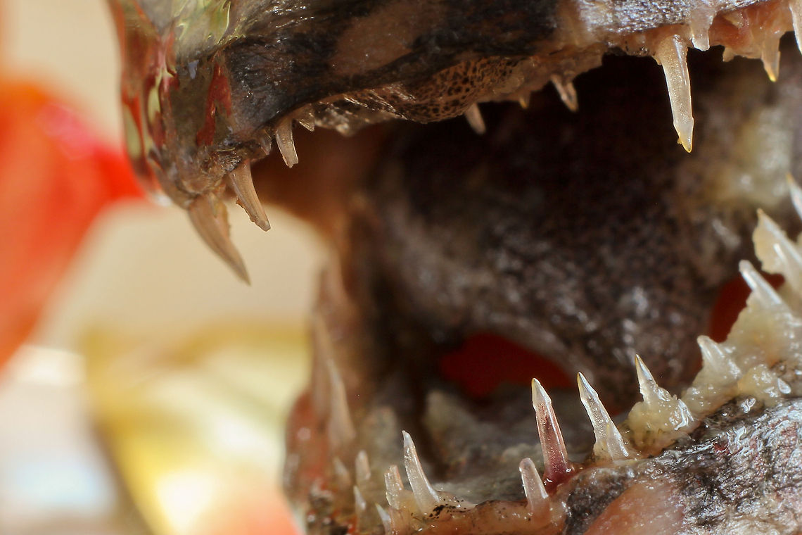 Jaws junior - teeth of glass Ok ok this a defrosted fish. Wow, just look at those teeth. Macro is fun! Atlantic cod,Gadus morhua,Geotagged,The Netherlands,fish,macro,teeth
