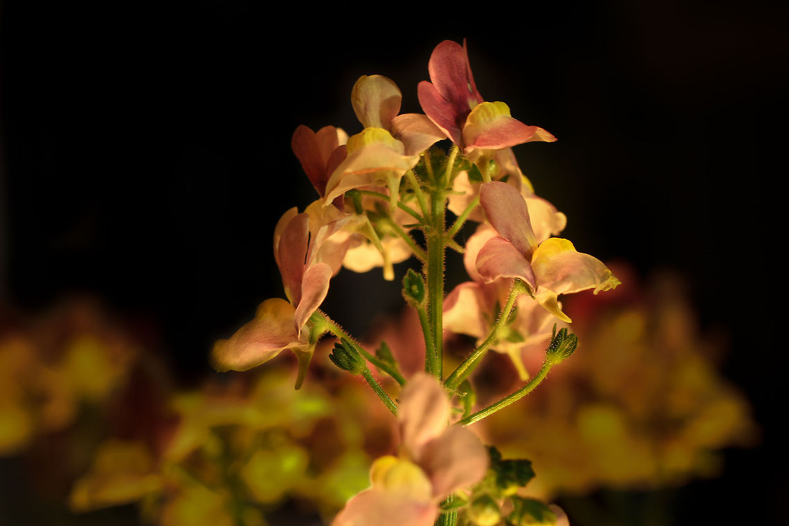 Purple brightness in candlelight Looking at these flowers,<br />
as solemn purple shrines<br />
with many ]fragile petals<br />
on green stems they shine. Geotagged,The Netherlands,candlelight,macro,nemesia nemo,soligor 20mm