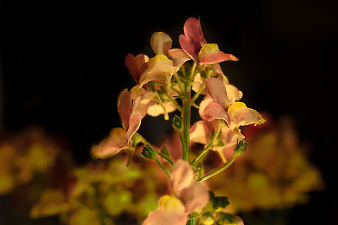 Purple brightness in candlelight Looking at these flowers,
as solemn purple shrines
with many ]fragile petals
on green stems they shine. Geotagged,The Netherlands,candlelight,macro,nemesia nemo,soligor 20mm