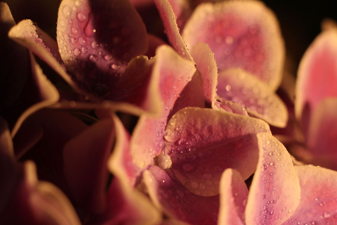 Laelius et Hortensia What can I say?<br />
Oh Theseus, you know little of Shakespeare&#039;s fiery genius.<br />
You cannot excuse his exceeding the bounds of probability,<br />
but remember, his creations are glowing, though inconsistent.<br />
Forgive the little that is exceptionable.<br />
  Geotagged,Hydrangea macrophylla,The Netherlands