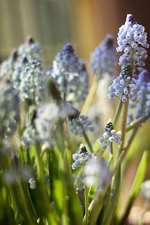 Grapes of blue hue Wonderful in simplicity, some stray strands of light find reflection on the stems. Geotagged,Muscari botryoides,The Netherlands