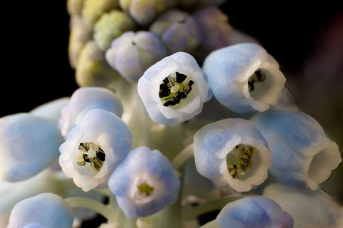 The inner side of Blue Each tiny flower a mere milimeter in size, 
what wonder nature creates!
They've only just started ripening 
and open their eyes into this world.  Geotagged,Grape Hyacinth,Muscari botryoides,The Netherlands,blue grape,macro,soligor 12mm,soligor 20mm,soligor 36mm