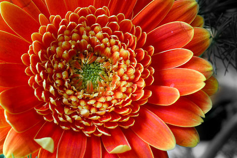 Colour of the gods Orange like the sunset
fiery streaks of dusk
maybe the most vibrant colour
God dared to create.

The Gerbera finds its source in Asia, South America and Tasmania. The Dutch botanic professor Gronovius discovered the plant species in 1737 and named it after his collogue Traugott Gerber, a German doctor collecting flowers in Danish Jutland at that time.

In current times It is the fifth most used cut flower in the world (after rose, carnation, chrysanthemum, and tulip). Enough facts, enjoy the picture:)
 Barberton daisy,Geotagged,Gerbera Aurantiaca,Gerbera jamesonii,The Netherlands,macro,soligor 12mm