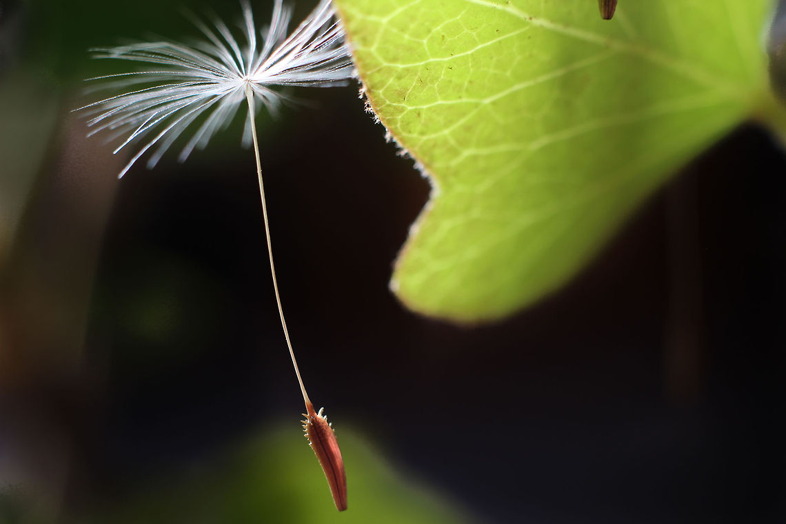 A tiny fraction in time A little gush of wind<br />
 carefully removing a speck.<br />
A generip traveling towards rebirth.<br />
<br />
(Inspired by Rick Lieder I took a few spoons of patience and for me a large bucket of luck) Geotagged,Taraxacum officinale,The Netherlands,macro