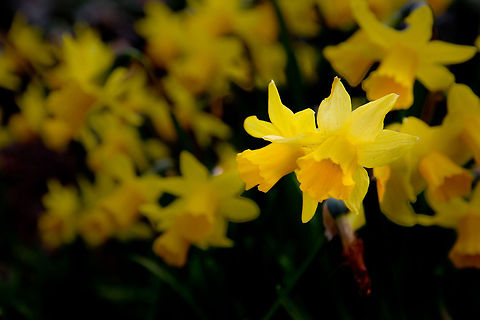 Lily in a stray speck of sunlight The last atoms of a nova
falling on the yellow petals
inspiring its growth with love. Geotagged,Lent lily,Narcissus pseudonarcissus,The Netherlands