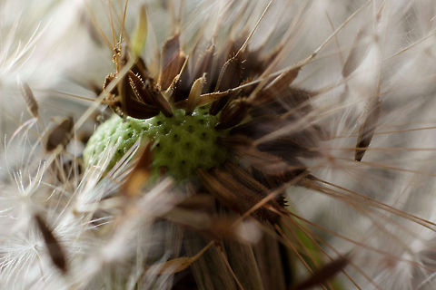 All clear, ready for take-off A complexity almost fake
Crowded on a landing zone
ready for their maiden flight

Zoom in and enjoy the scenery

A few enlightened seed-pods in contrast to the rest. Ready for wherever the wind takes them. Geotagged,Taraxacum officinale,The Netherlands