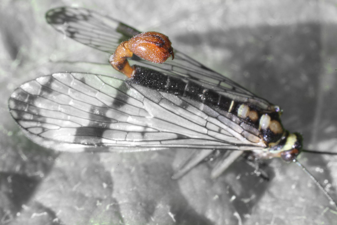 Scorpion King I have never seen this mosquito before, <br />
so I tried a quick macro.<br />
It was a tough one, but I got the stinger right.<br />
I styled it a bit in B&amp;W to emphasize it. France,Geotagged,Panorpa communis,macro,male