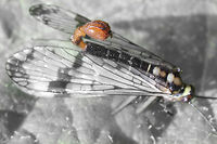 Scorpion King I have never seen this mosquito before, <br />
so I tried a quick macro.<br />
It was a tough one, but I got the stinger right.<br />
I styled it a bit in B&W to emphasize it. France,Geotagged,Panorpa communis,macro,male